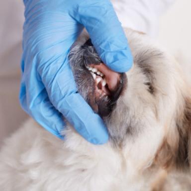Dental Care