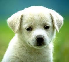 The Pet Heaven