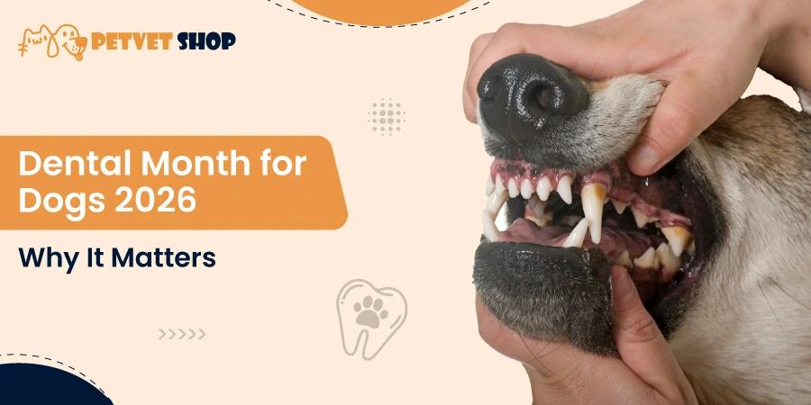 Dental Month for Dogs 2026 – Why Your Dog’s Oral Health Deserves Attention